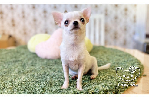 成約済の愛知県のチワワ(スムースコート)-106947の5枚目